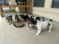 Jack Russell Terrier Puppies for sale in Katy, Texas. price: $100
