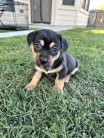 Jack Russell Terrier Puppies for sale in Katy, Texas. price: $50