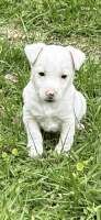 Jack Russell Terrier Puppies for sale in Franklinton, Louisiana. price: NA