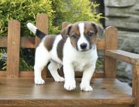 Jack Russell Terrier Puppies for sale in Hyattsville, Maryland. price: $425