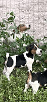 Jack Russell Terrier Puppies for sale in Chiefland, FL 32626, USA. price: $700
