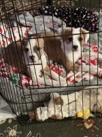 Jack Russell Terrier Puppies for sale in Fairview, Oregon. price: $50,000