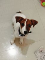 Jack Russell Terrier Puppies for sale in Jeevan Bhima Nagar, Anna Nagar West Extension, Chennai, Tamil Nadu, India. price: 12,000 INR
