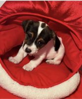 Jack Russell Terrier Puppies for sale in Nashville, NC 27856, USA. price: $850