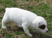 Jack Russell Terrier Puppies for sale in Vancouver, BC, Canada. price: $500