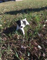 Jack Russell Terrier Puppies for sale in Ontario St, Kingston, ON, Canada. price: $600