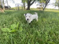 Jack Russell Terrier Puppies for sale in Bluemont, VA 20135, USA. price: $1,800