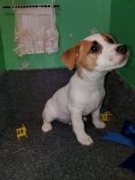 Jack Russell Terrier Puppies for sale in Columbus, IN 47201, USA. price: $300