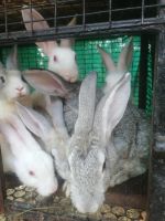 Jackrabbit Rabbits Photos