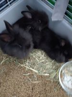 Jackrabbit Rabbits for sale in Maplewood, NJ 07040, USA. price: $120
