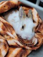 Jackrabbit Rabbits Photos