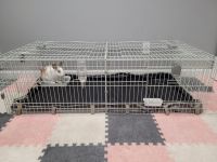 Jackrabbit Rabbits for sale in 516 Cedarhurst Ave, Cedarhurst, NY 11516, USA. price: $200