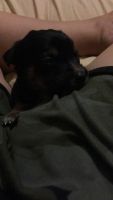 Jagdterrier Puppies for sale in Homestead, FL, USA. price: $300