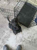 Jagdterrier Puppies for sale in Greenacres, FL, USA. price: $200