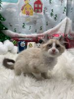 Jaguarundi Curl Cats for sale in Killdeer, ND 58640, USA. price: $1,260