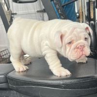 Janice Angelique Ealom