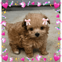 JANIE ANN A ARMENDARIZ