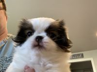 Japanese Chin Puppies for sale in Salem, OR, USA. price: $2,490