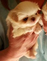 Japanese Chin Puppies for sale in Salem, OR, USA. price: $1,900