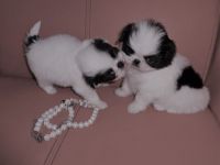 Japanese Chin Puppies for sale in White Hall, AR 71602, USA. price: $500