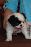 Japanese Chin Puppies for sale in Willard, MO, USA. price: $600
