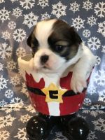 Japanese Chin Puppies for sale in Salem, OR, USA. price: $1,800