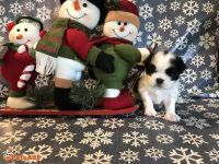 Japanese Chin Puppies for sale in Chicago, IL, USA. price: $440