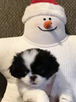 Japanese Chin Puppies for sale in Salem, OR, USA. price: $1,700