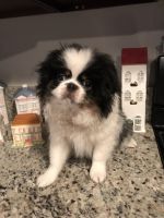 Japanese Chin Puppies for sale in Salem, OR, USA. price: $1,275