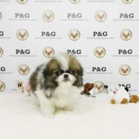 Japanese Chin Puppies for sale in Temple City, CA, USA. price: $1,250