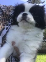 Japanese Chin Puppies for sale in Salem, OR, USA. price: $1,095