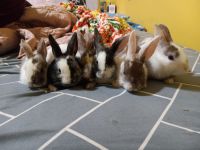 Japanese Hare Rabbits Photos