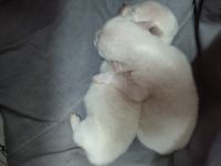 Japanese Spitz Puppies for sale in Puducherry, India. price: 4,800 INR