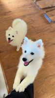 Japanese Spitz Puppies for sale in Werribee, Victoria. price: $1,200