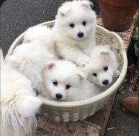 Japanese Spitz Puppies for sale in Hinchinbrook, New South Wales. price: $2,000