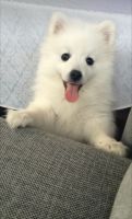 Japanese Spitz Puppies for sale in Hinchinbrook, New South Wales. price: $1,200