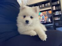 Japanese Spitz Puppies for sale in Truro, South Australia. price: $1,500