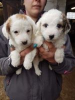 Japanese Spitz Puppies for sale in Philadelphia, PA, USA. price: $450