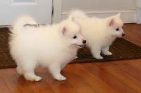 Japanese Spitz Puppies for sale in Maryland Ave, Rockville, MD 20850, USA. price: $550