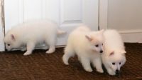 Japanese Spitz Puppies for sale in Seattle, WA, USA. price: $600