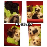 Japanese Terrier Puppies for sale in Palmdale, CA, USA. price: $700