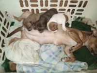 Japanese Terrier Puppies for sale in Daleville, AL 36322, USA. price: $100