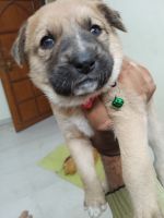 Kangal Dog Puppies for sale in Vaishali Nagar, Bhopal, Madhya Pradesh, India. price: 20,000 INR