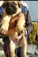 Kangal Dog Puppies for sale in Gosainganj, Uttar Pradesh 226501, India. price: 20000 INR
