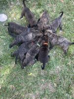 Kangal Dog Puppies Photos