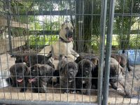 Kangal Dog Puppies Photos