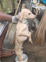 Kanni Puppies for sale in Nungambakkam Railway Station, Railway Border Rd, Choolaimedu, Chennai, Tamil Nadu 600094, India. price: 10,000 INR