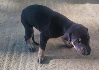 Kanni Puppies for sale in Karuppur, Tamil Nadu 636012, India. price: 5,000 INR