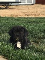 Kanni Puppies for sale in Apple Valley, CA 92308, USA. price: $800