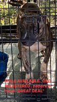 Kars Dog Puppies for sale in Sanford, FL, USA. price: $1